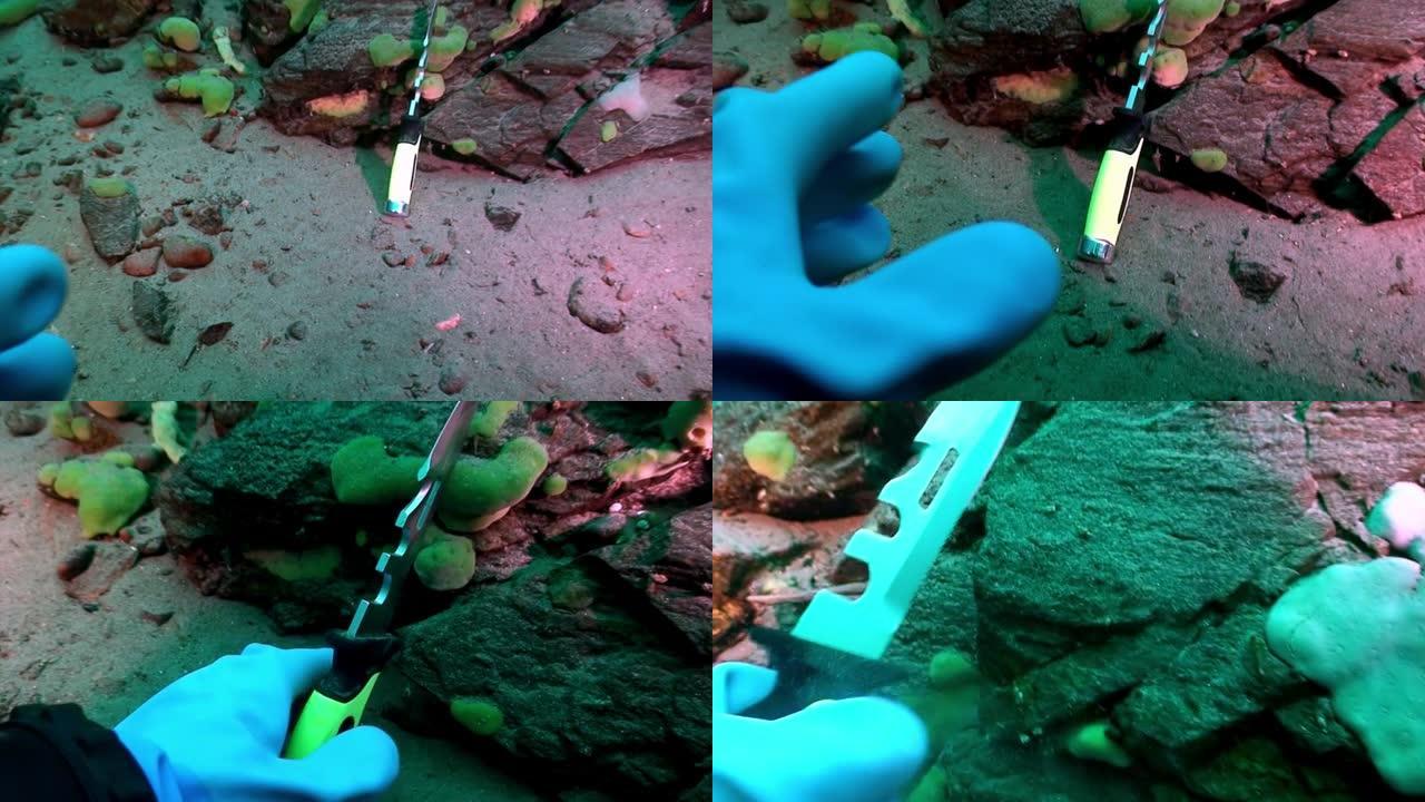 独特的特有甲壳类小龙虾Acanthogammarus水下贝加尔湖。