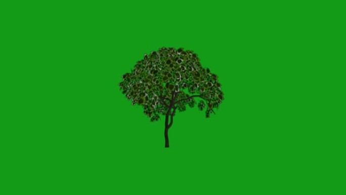 绿屏背景的移动树运动图形