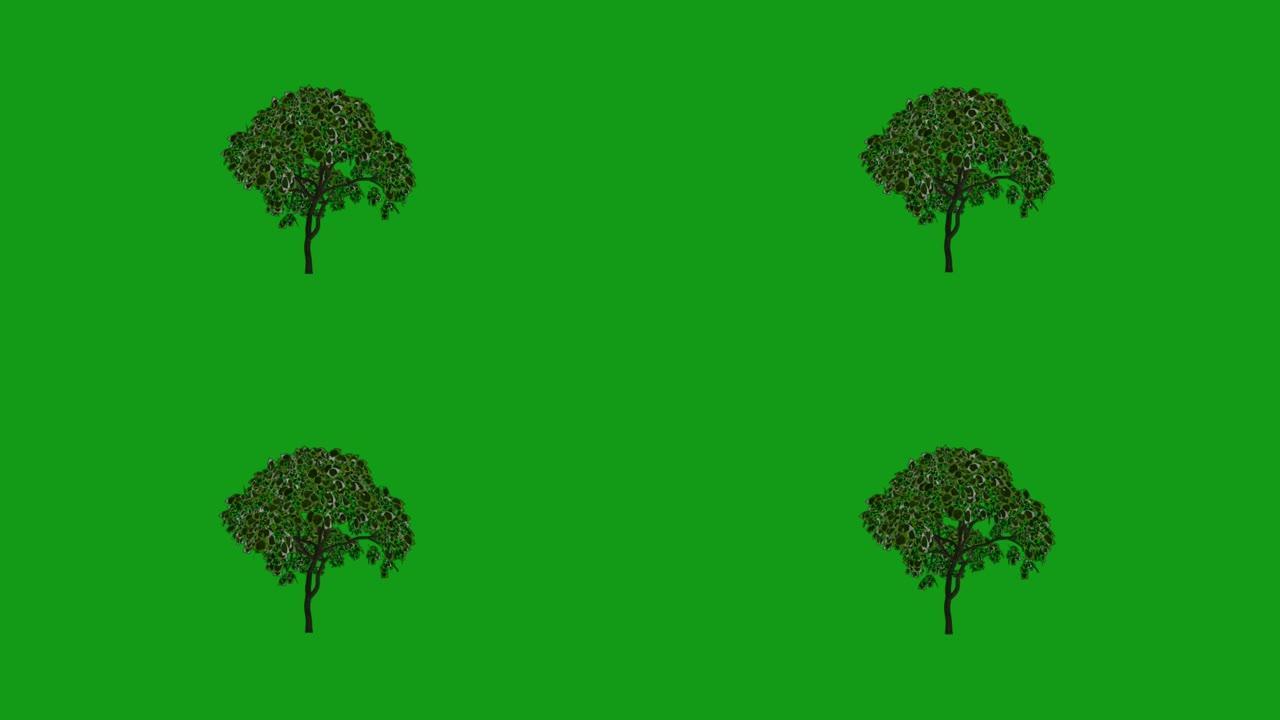 绿屏背景的移动树运动图形