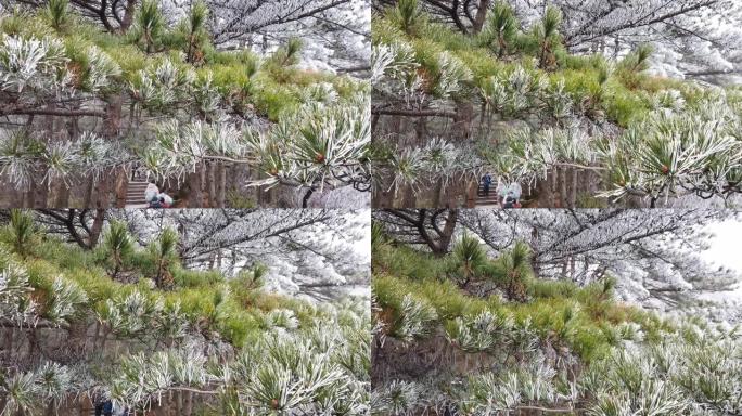 中国黄山4k黄山冬季有雪和片状松树
