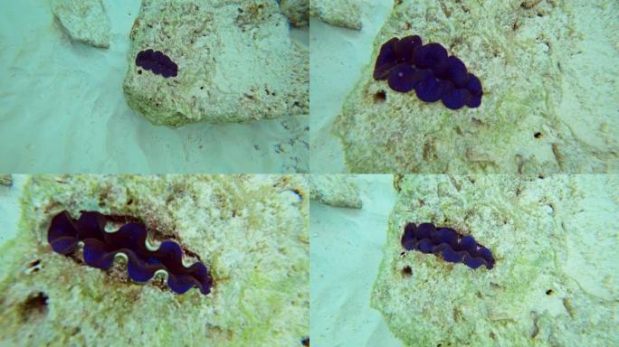 安达曼海的巨蛤 (Tridacna gigas)