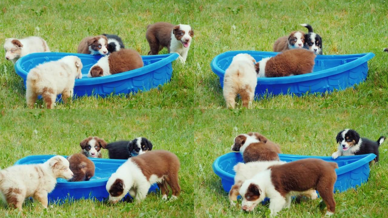 一群小狗从后院的一个小水池里喝水