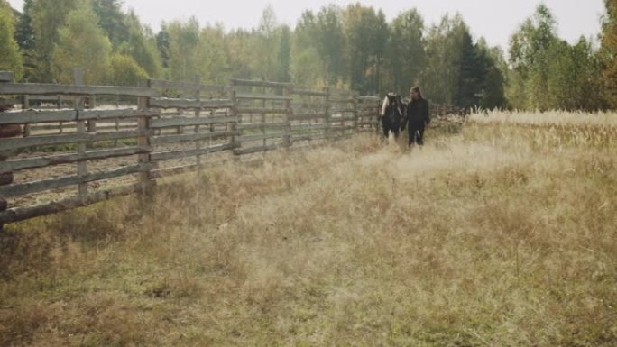 在阳光明媚的秋天，一个年轻的女孩带领一匹美丽的马沿着乡村的树篱穿过高高的草丛