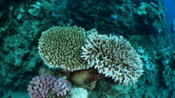 台湾海底的表硬珊瑚群落