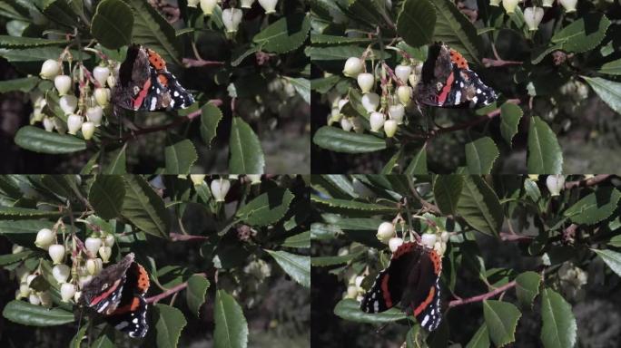蝴蝶的宏观4k Cynthia cardui也称彩绘女士为强壮的鳞翅目迁徙吃杨梅树的花蜜