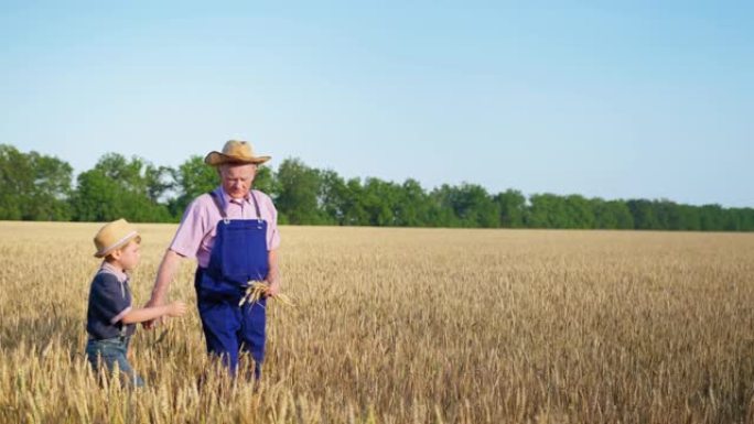 农业，年迈的老农民祖父向戴着草帽的男孙子讲述了家族企业，同时手里拿着成熟的麦穗，在田间行走