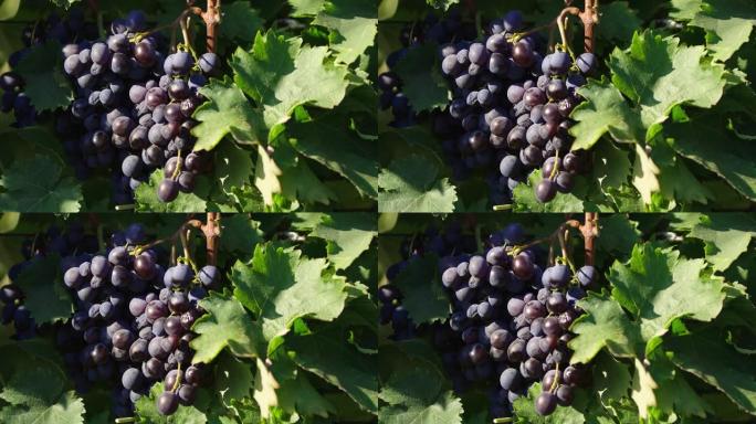 农场工人在阳光明媚的葡萄园收获红色和绿色有机葡萄。葡萄装在盒子里。