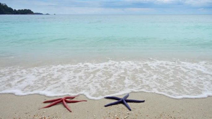 两只海星躺在海浪中的沙滩上