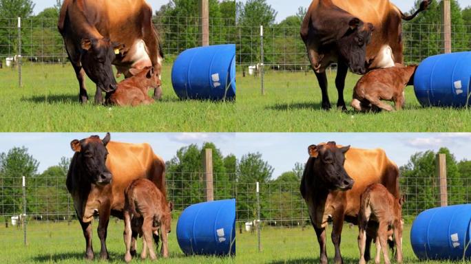泽西奶牛鼓励她的小牛犊哺乳