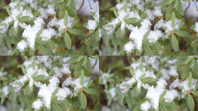 覆盖着雪的霜冻的叶子。