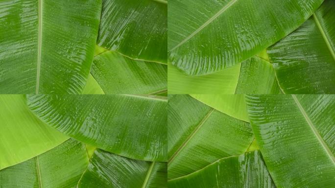 旋转绿色香蕉叶表面