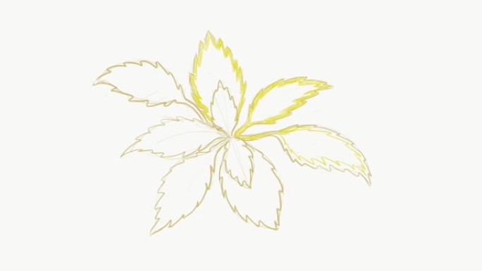 科勒斯或彩绘荨麻植物的插图素材