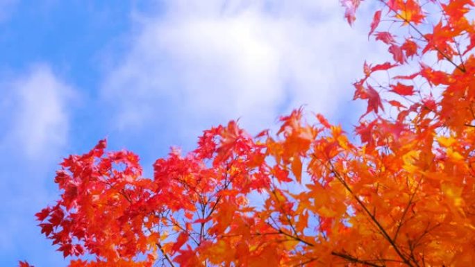 秋天的颜色红叶秋季慢镜头