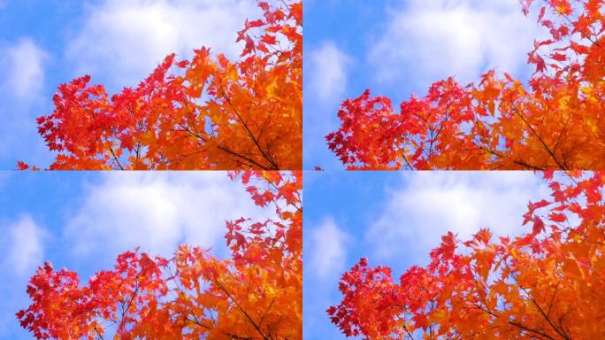 秋天的颜色红叶秋季慢镜头