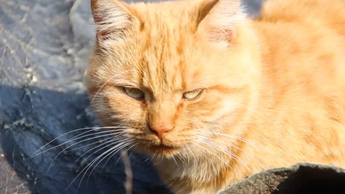 一只美丽的姜猫躺在街上晒太阳