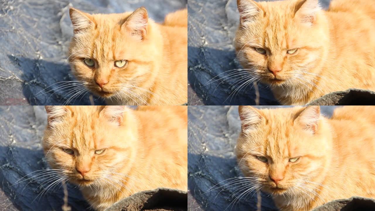 一只美丽的姜猫躺在街上晒太阳