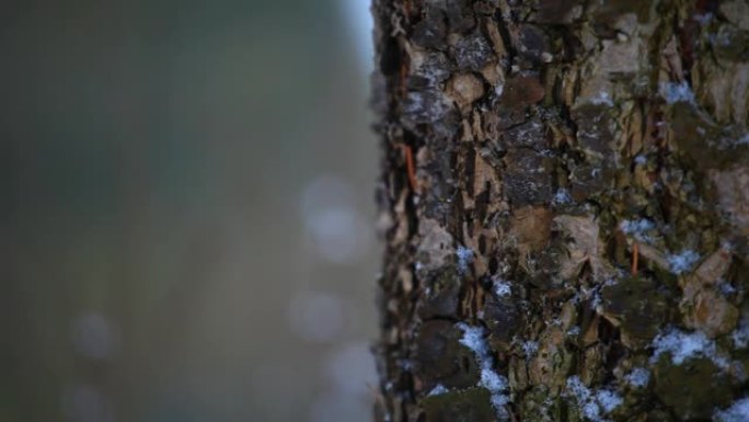 枞树雪的镜头