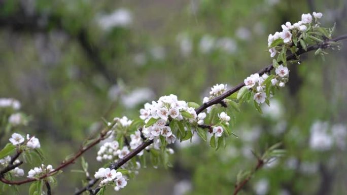 开花的梨树树枝，小白花浇灌雨水