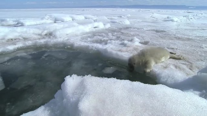 Belek是一个刚出生的海豹婴儿，上面覆盖着雪白的皮毛。3月15日，世界许多国家都在庆祝 “国际保护