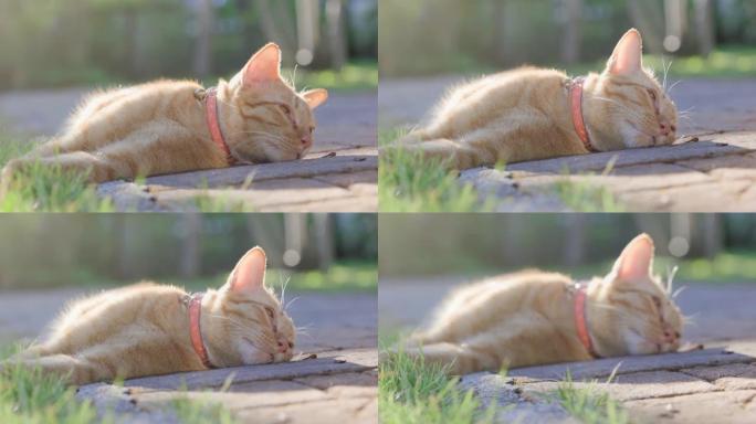 吉布姜猫躺在后院放松 (绝育公猫)