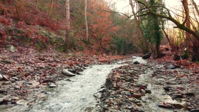 秋天流淌的溪流唯美河边森林风光