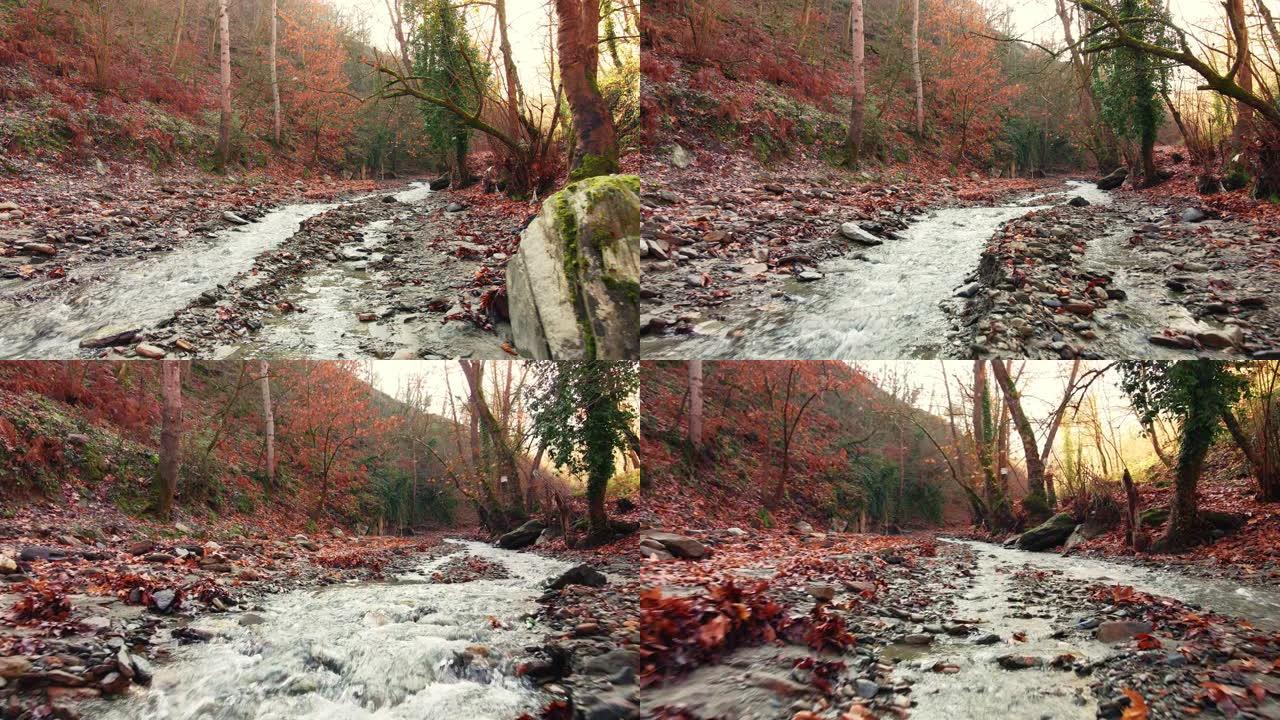 秋天流淌的溪流唯美河边森林风光