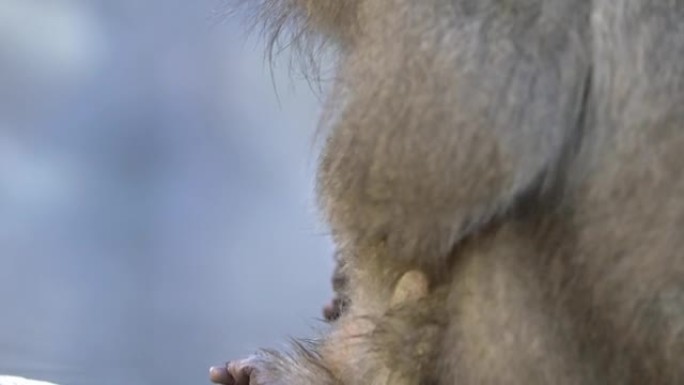 慢动作雪猴红脸在温泉中检查跳蚤和蜱