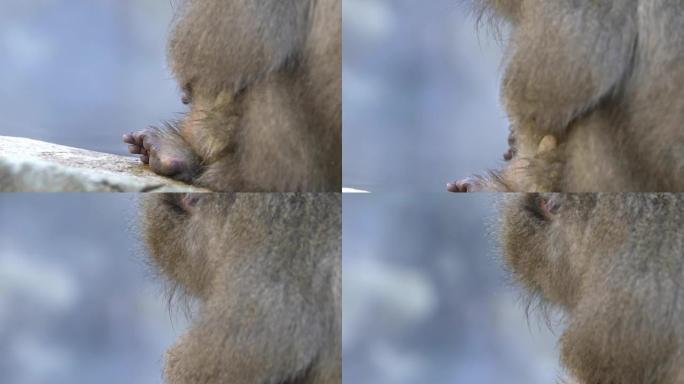 慢动作雪猴红脸在温泉中检查跳蚤和蜱