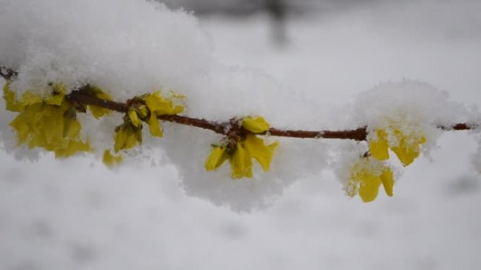 春季降雪期间，灌木丛上的黄色花朵被雪覆盖