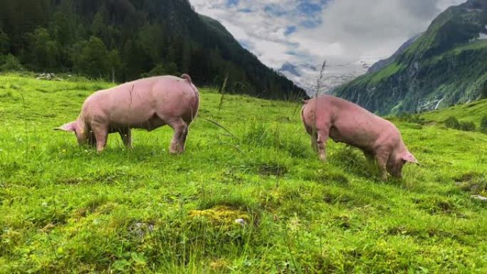 阿尔卑斯山的免费猪