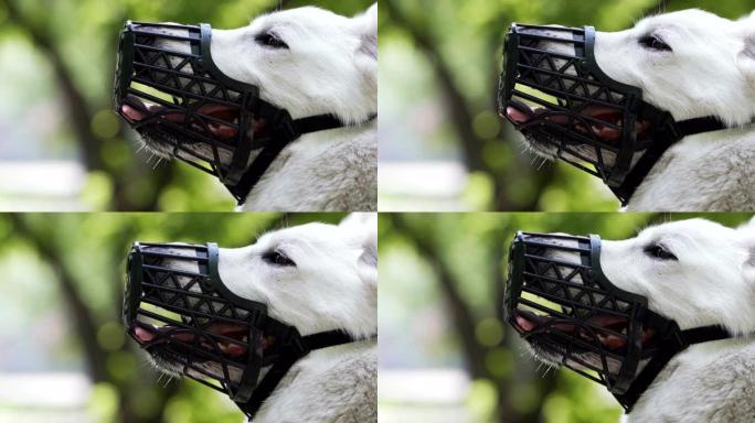 白色牧羊犬被粘着。一只带有枪口的瑞士牧羊犬的特写镜头
