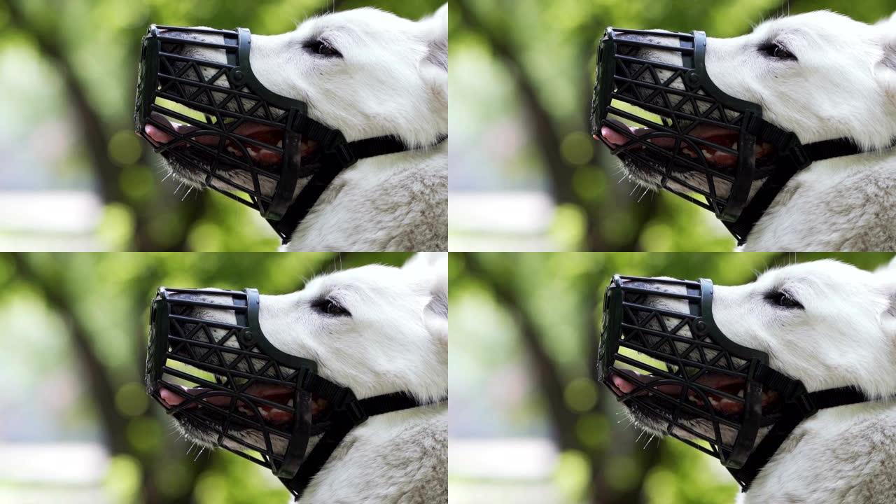白色牧羊犬被粘着。一只带有枪口的瑞士牧羊犬的特写镜头