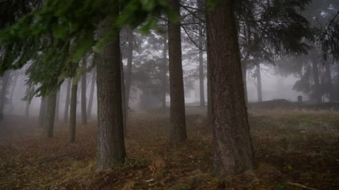 早晨森林上的美丽雾