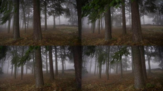 早晨森林上的美丽雾