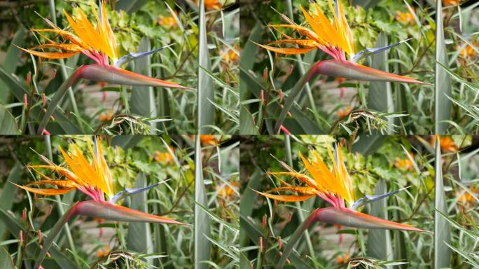 天堂鸟热带鹤花，美国加利福尼亚州。橙色异国情调生动的花卉，亚马逊丛林雨林氛围，天然郁郁葱葱的树叶，家
