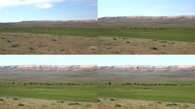 在平坦的台山地形旁边的平原上放牧的牛群
