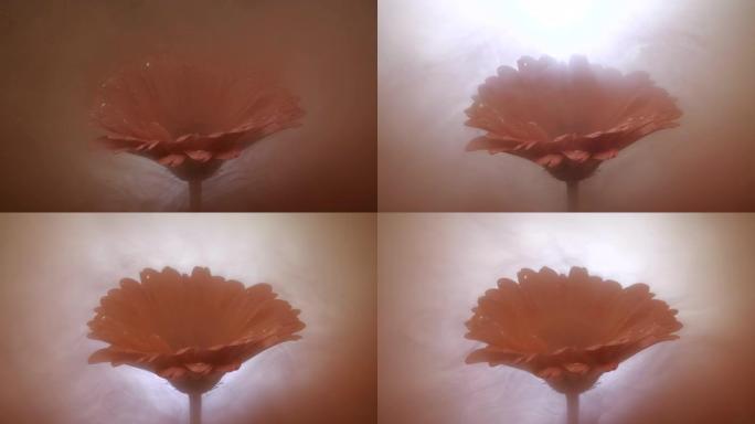 橙色油漆污渍的宏观拍摄，用背光包裹和覆盖粉红色非洲菊花。看起来像烟。环境污染概念，水中彩色墨水。4k