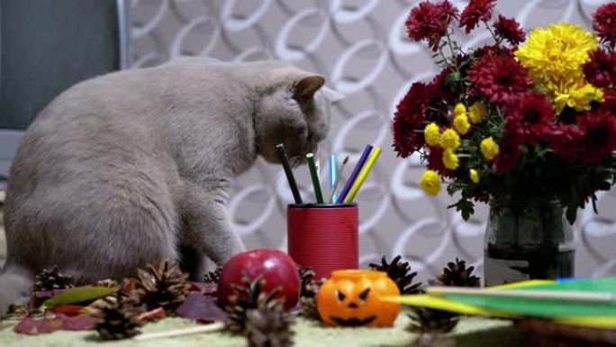 苏格兰猫在秋天的花朵背景上玩刷子。万圣节