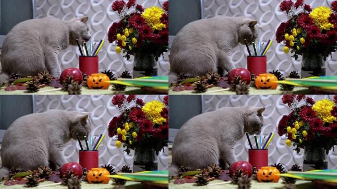 苏格兰猫在秋天的花朵背景上玩刷子。万圣节