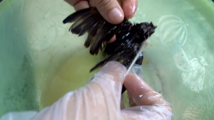 用胶水清洁粘着的鸟
