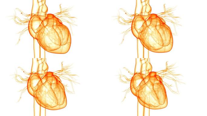 人体循环系统心脏跳动解剖动画概念