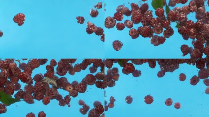 慢动作。把红树莓掉进水里。水下漂浮浆果。