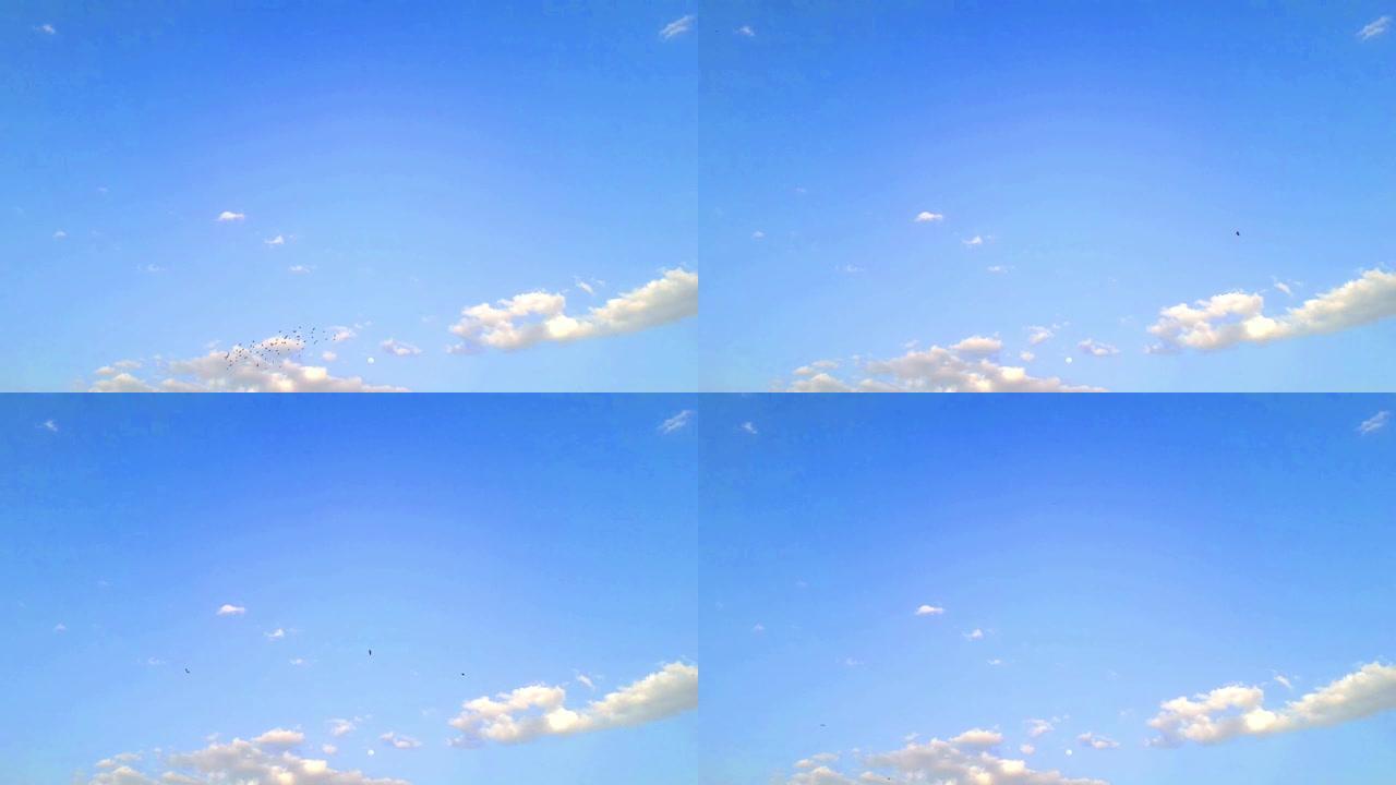 群鸟和单鸟在蓝色多云的天空中飞翔