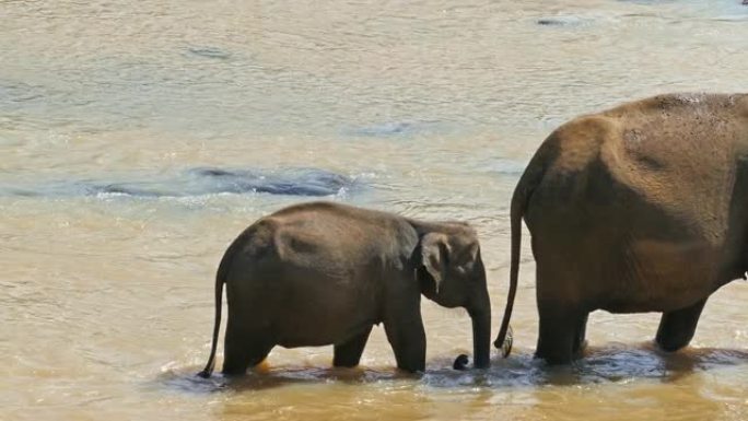 河流中的大象家庭-斯里兰卡