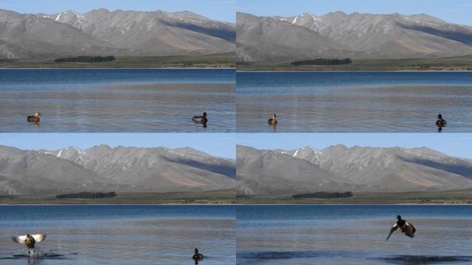 野鸭在特卡波湖游泳