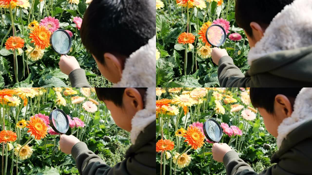 聪明的男孩用放大镜看着雏菊花