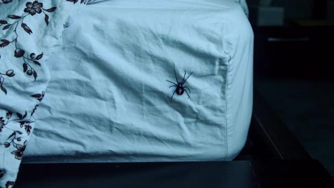 黑寡妇蜘蛛在床上晚上慢动作
