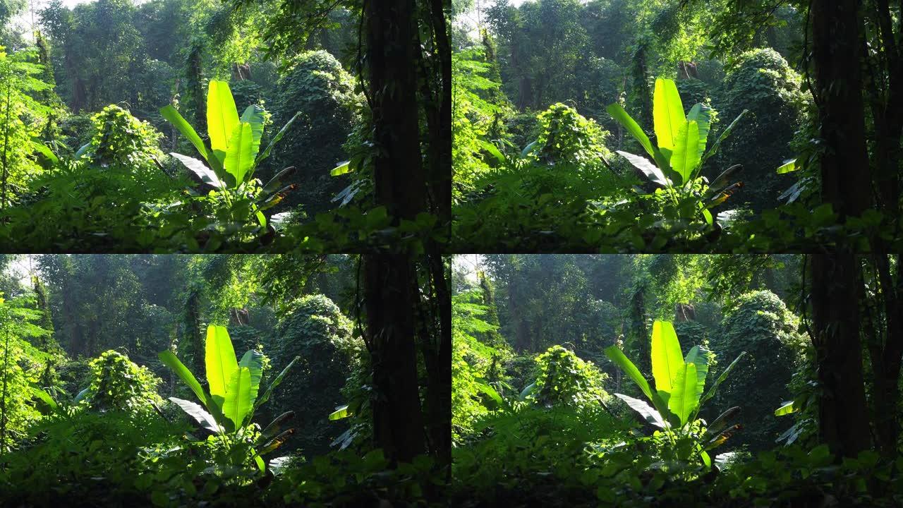 阳光照射的雨林中的香蕉叶