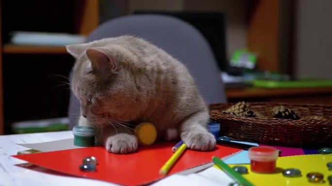 狡猾的英国猫跳上桌子想偷东西。动物本能