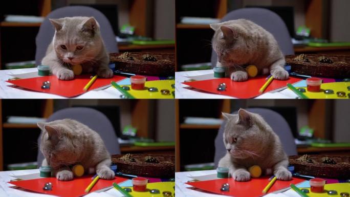 狡猾的英国猫跳上桌子想偷东西。动物本能